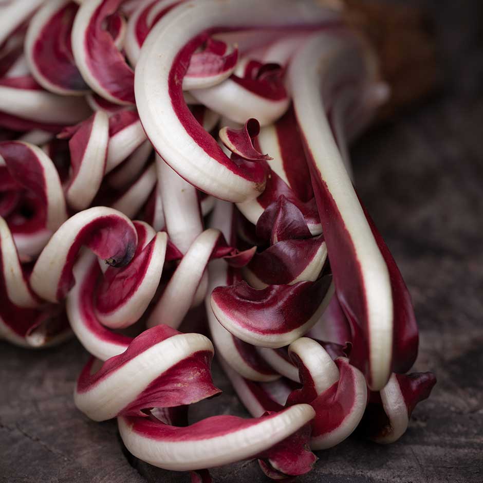 TREVISO RADICCHIO